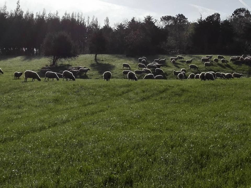 مبيت وإفطار لورينها Quinta Da Galeana Dreaming المظهر الخارجي الصورة